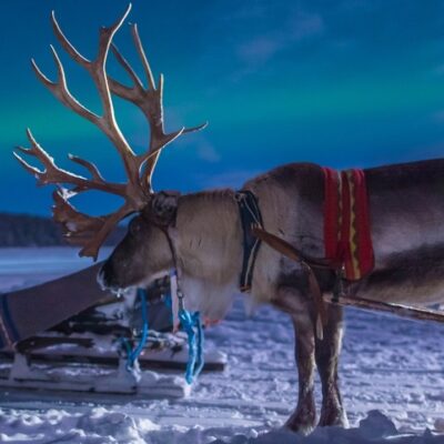 reindeer light